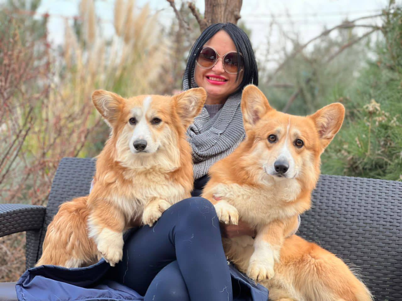 مولد نژاد کاردیگن ولش کرگی ارشمیدس